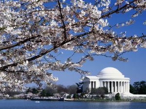 washington-Jefferson-memorial-cerisier-au-printemps